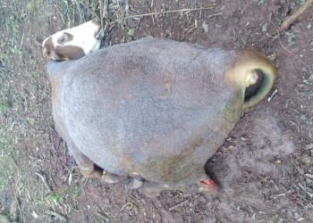 “En los últimos dos meses hemos sufrido la pérdida de 18 vacunos por abigeato”