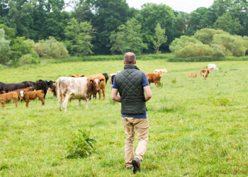 Veterinarios e ingenieros agrónomos están hoy de festejo en Argentina