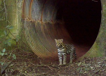 La fauna misionera, amenazada por los atropellamientos