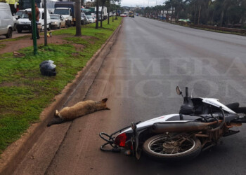 Dos personas lesionadas y un perro muerto tras choque sobre la ruta 12