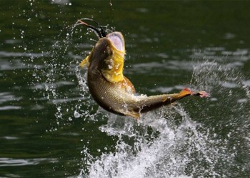 Los pescadores tienen cita con el dorado en Paso de la Patria