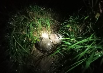 “Mulas” huyeron y abandonaron dos sacos de droga en medio del monte