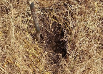 Suelos: cómo convertir las amenazas en oportunidades