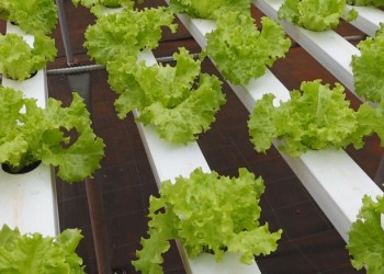 La hidroponía, cada vez más presente en Misiones