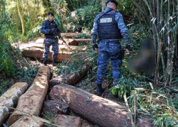 Frustraron el robo de madera nativa en la Reserva Yabotí