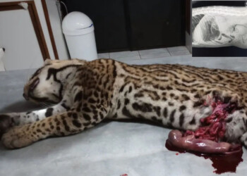 Chocaron y mataron una ocelote preñada dentro del Parque Nacional Iguazú