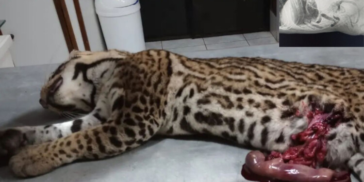 Foto: lavozdecataratas.com