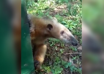 Liberan al oso melero que había sido atropellado en Santa Ana