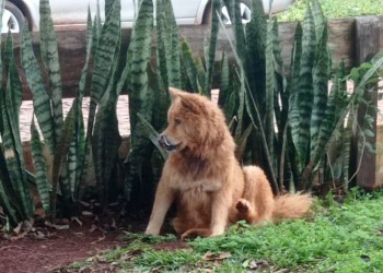 Maltrato animal: perro deambulaba con un alambre en el cuello en Eldorado