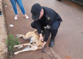 Motociclista chocó a una perra y se dio a la fuga