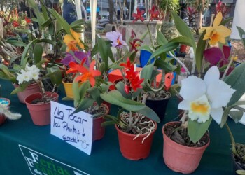 Crece el mercado de plantas ornamentales en Misiones