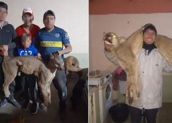 Santa Fe: cazó a un puma, publicó sus fotos en WhatsApp y guardó sus restos en una heladera