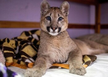 Lola Limón, la primera puma declarada “animal no humano sujeto de derechos”
