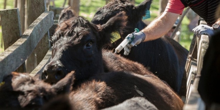 SANIDAD ANIMAL. Expondrán numerosos expertos en técnicas de cuidado.