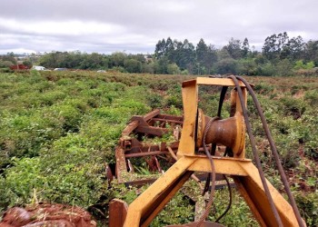 Se compró una máquina y se dedica a arrancar las plantaciones de té