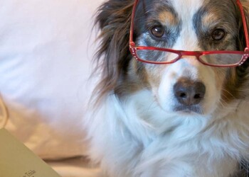 Ventajas de adoptar un perro anciano