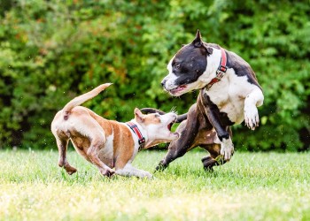 “Mi perro intenta pelear con otros durante el paseo”