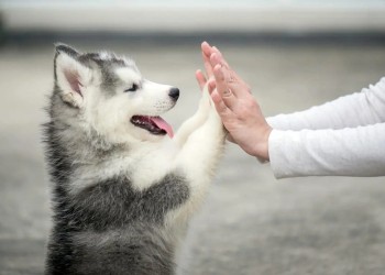 Tenencia responsable: oportunidades educativas para los cachorros