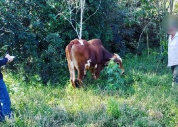 Restituyeron un toro robado e incautaron unos 20 kilos de carne faenada