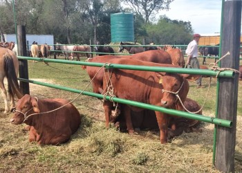 Heladas generaron daños en los pastos que sirven de alimento para el ganado