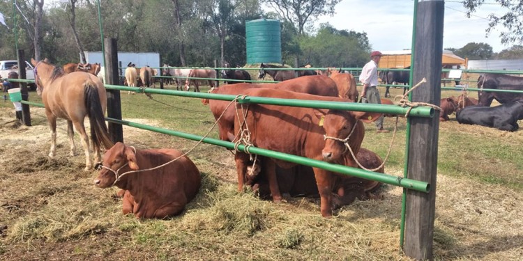 ANÁLISIS. En los próximos días los colonos evaluarán la gravedad de los daños causados por las heladas registradas en Misiones porque también se vieron afectados algunos cultivos como el de maíz y sandía.