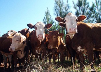 Avanzan en el relevamiento de sanidad animal del rodeo bovino en la zona norte
