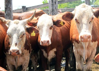 El estatus sanitario del ganado argentino como eje de debate