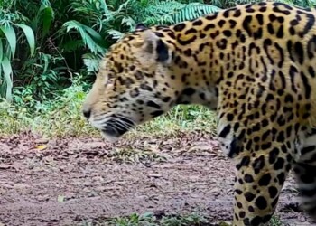 En sólo dos semanas captaron a seis yaguaretés en la zona del Urugua-í