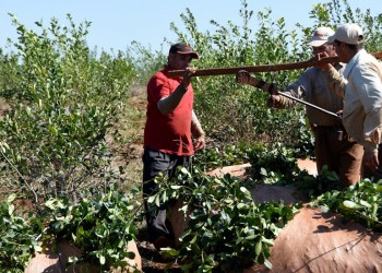Advierten que el 70% de pequeños productores está en la pobreza