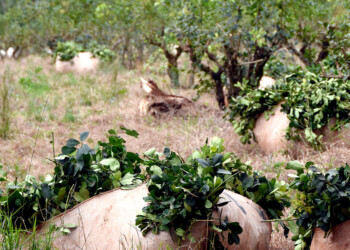 “Nunca llegó el cupo extra” de gasoil para la cosecha gruesa de yerba mate