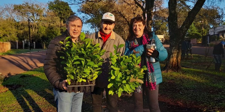 PLANTACIONES. Muchas personas se sumaron el día en que comenzaron a plantar la yerba en la avenida.