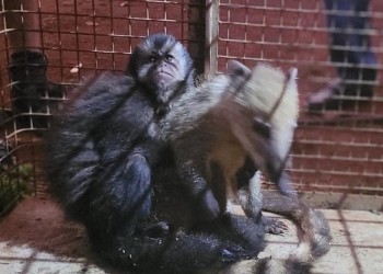 Rescataron a un mono caí y a un coatí de un domicilio particular