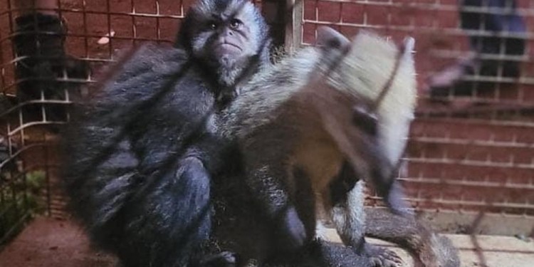 RESCATE. Los animales fueron llevados al Parque Provincial Salto Encantado.