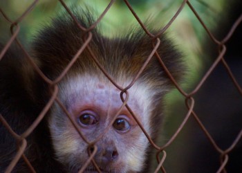 Mascotismo: advierten que la práctica persiste en Misiones