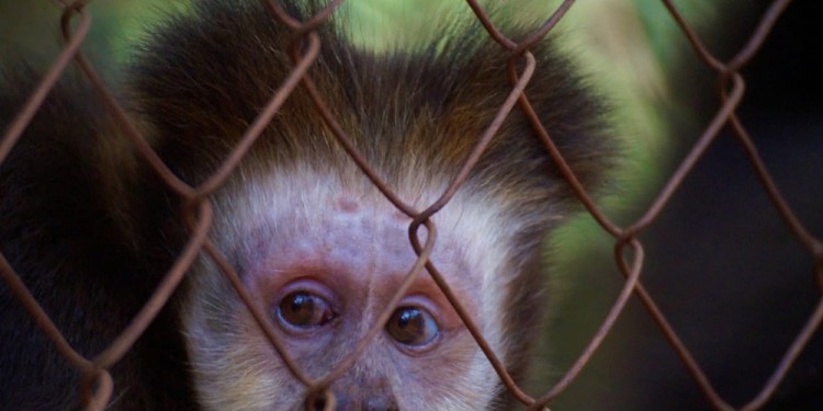 SOMETIMIENTO. En la fotografía, de la guardaparque Clara González, se puede ver a un mono caí (Sapajus apella) rescatado.