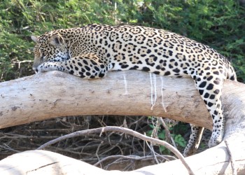 El yaguareté en su hábitat y ¡tan cerca!