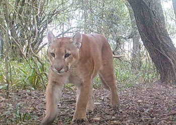 Tras considerarse extinto, el puma comienza a regresar al Iberá