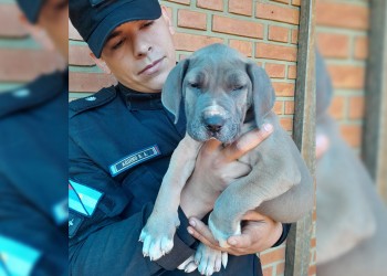 Preso por robar y vender el perro de su vecino