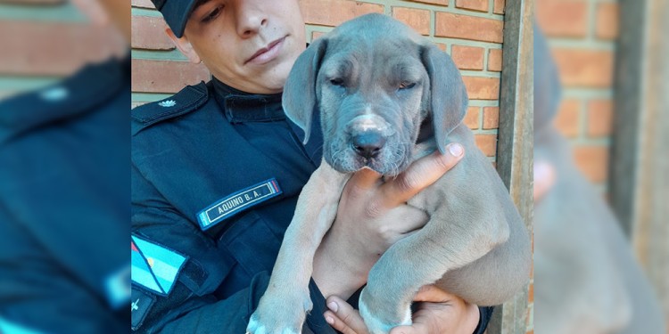 A SALVO. El animal fue restituido a su dueño tras cuatro días del robo.