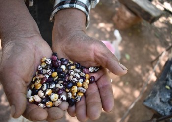 El desafío de conservar semillas locales para un futuro sostenible