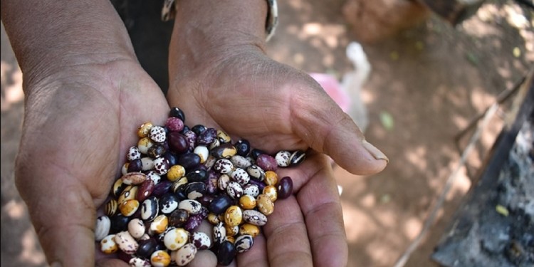 TRABAJO. El INTA acompaña a grupos de agricultores y comunidades para cultivar las variedades locales y recuperar aquellas con las que hoy no cuentan.