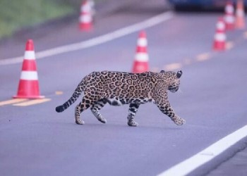 Atropellamiento de fauna: “Misiones es un punto caliente donde la amenaza es muy alta”