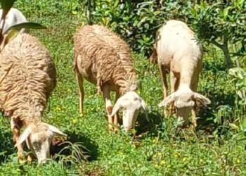 Ovinos en cultivos de yerba mate, opción para diversificar la chacra