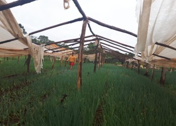 La tormenta dejó voladura de techos, árboles y ramas