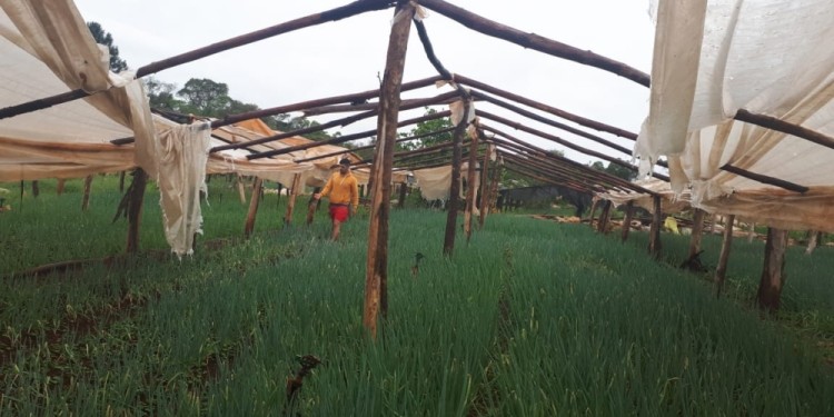 Gobernador Roca: La  tormenta destrozó la cobertura de más de 30 invernaderos