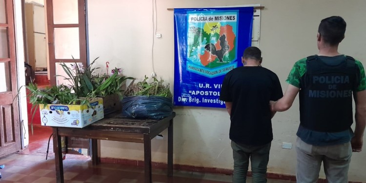 PRUEBAS. Las plantas secuestradas en poder del entrerriano detenido.