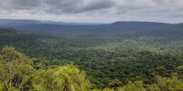 PELIGRO AMBIENTAL. La Ley Ómnibus eliminará la prohibición de desmonte en las categorías de selva que se encuentran protegidas y desfinanciará la Ley 26.331