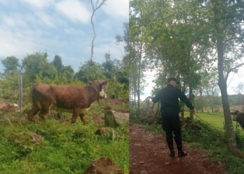 Recuperaron dos vacunos robados en 25 de Mayo