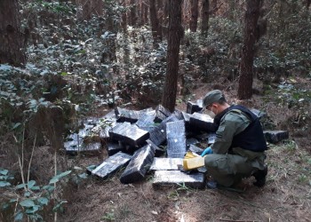 Gendarmería incautó más de 700 kilos de marihuana en Jardín América