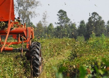 Piden más impulso a la promoción del té, la segunda bebida más tomada del mundo